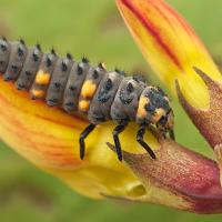 Seven-Spot Ladybird Larva 